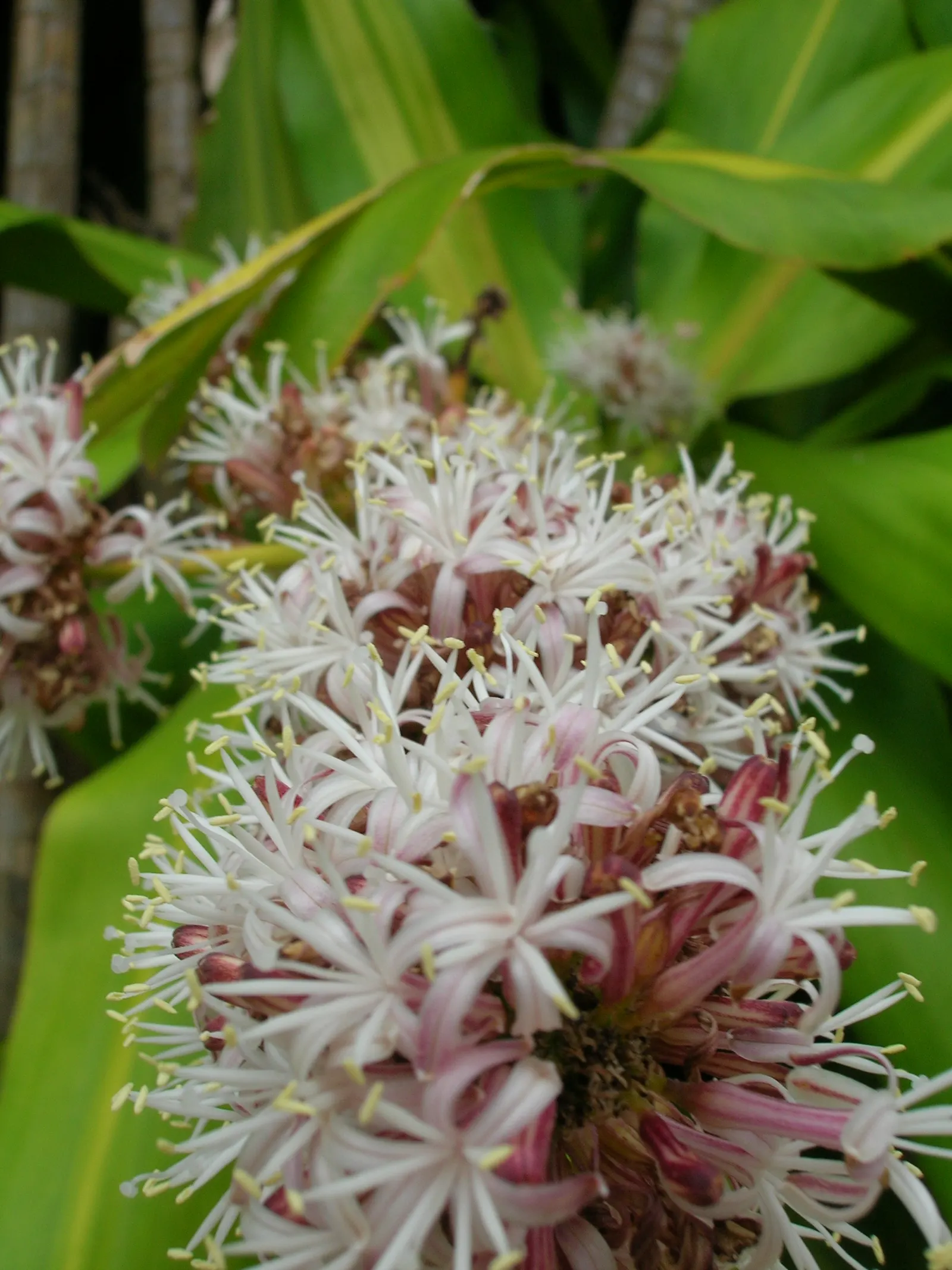 Yellow Stripe Corn Plant (Dracaena Fragrans 'Massangeana') — indirect light - making it suitable for a variety of settings