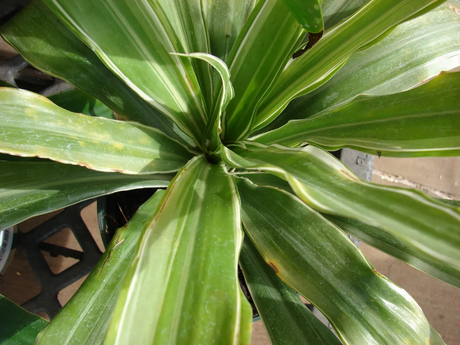 Yellow Stripe Corn Plant (Dracaena Fragrans 'Massangeana') — evergreen shrub commonly utilized for indoor settings and favorable climates; reaching, image 82