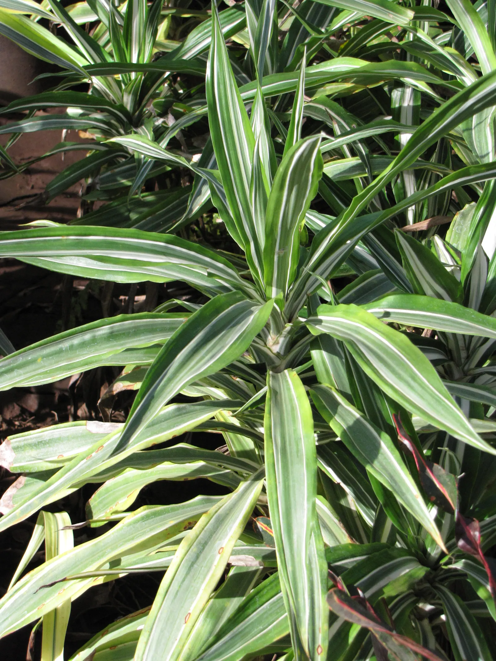 Yellow Stripe Corn Plant (Dracaena Fragrans 'Massangeana') — prized for its vibrant foliage and easy care; it also prefers temperatures between 60, image 88