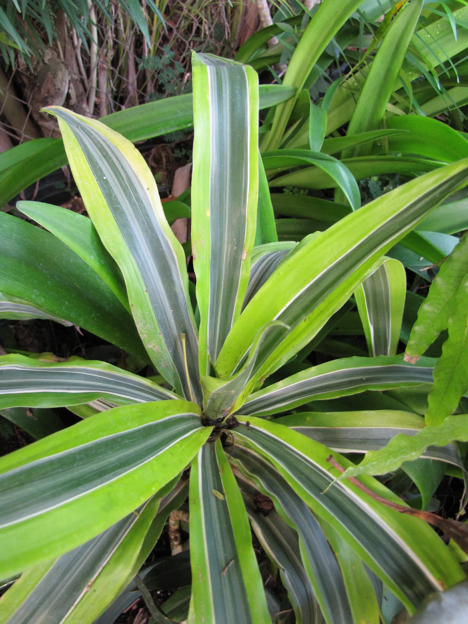 Yellow Stripe Corn Plant (Dracaena Fragrans 'Massangeana') — flanked by rich green margins; broadleaf evergreen / perennial for half or shade, image 93