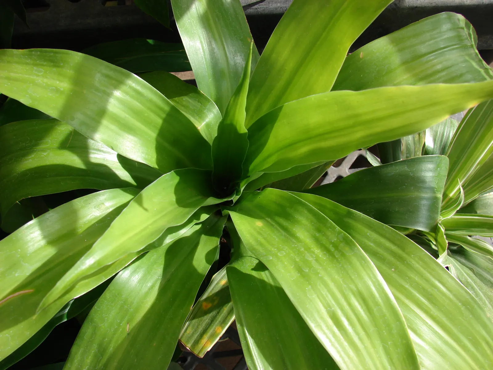 Yellow Stripe Corn Plant (Dracaena Fragrans 'Massangeana') — <br><br>The Yellow Stripe Corn Plant adds an elegant green touch with a sunny accent, image 79