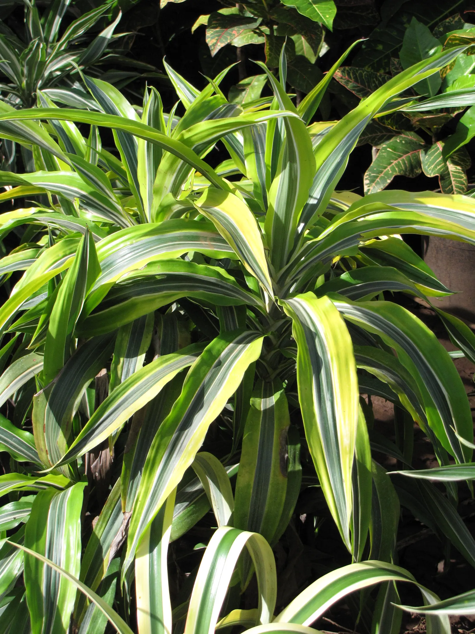 Yellow Stripe Corn Plant (Dracaena Fragrans 'Massangeana') — indirect light - making it suitable for a variety of settings; which can scorch its, image 69