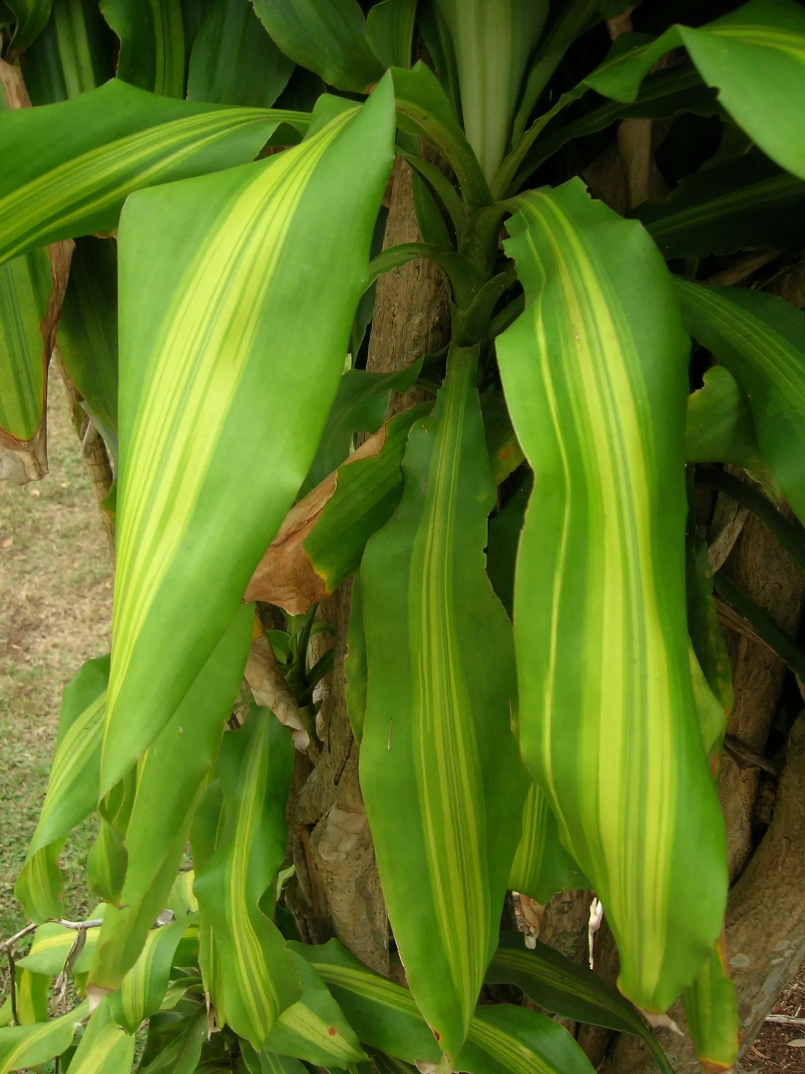 Yellow Stripe Corn Plant (Dracaena Fragrans 'Massangeana') — green foliage emanating a tropical allure; allowing the top inch of soil to dry out between