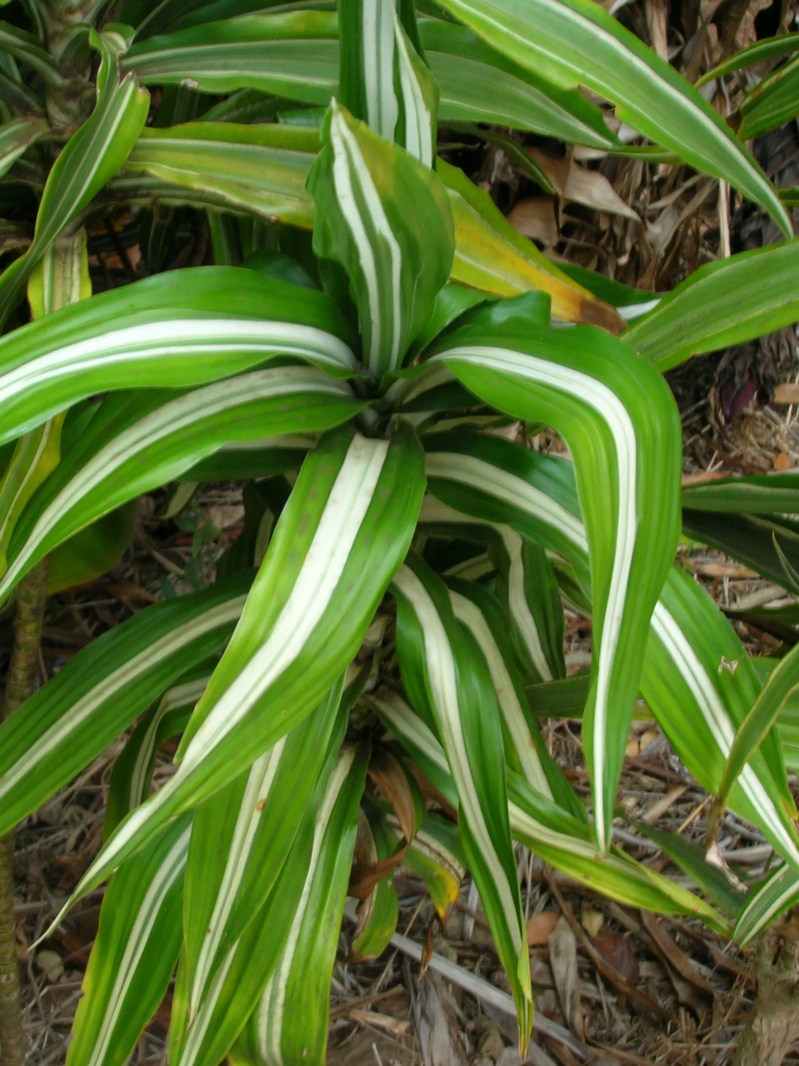 Yellow Stripe Corn Plant (Dracaena Fragrans 'Massangeana') — although it thrives with medium, image 68