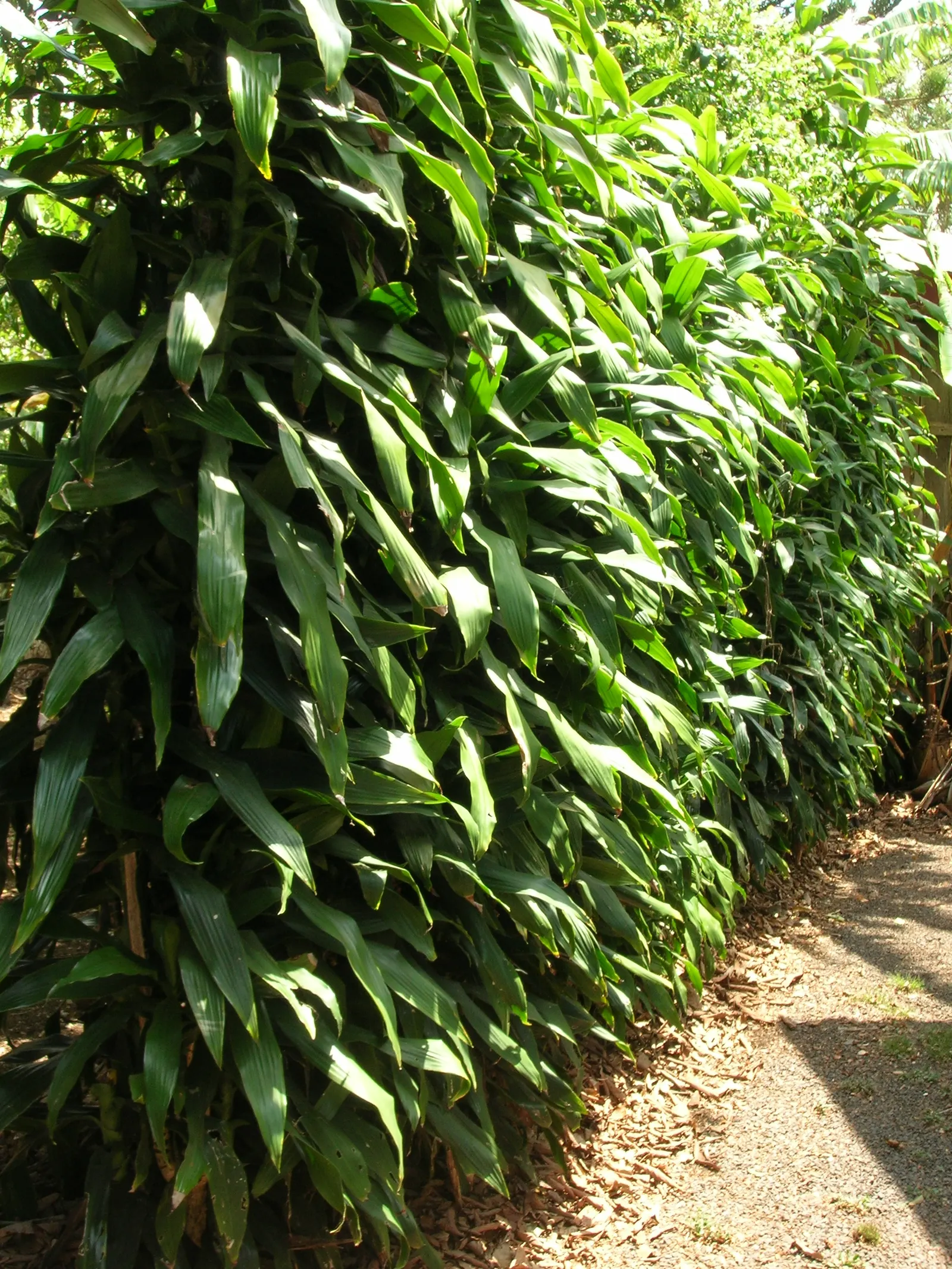 Yellow Stripe Corn Plant (Dracaena Fragrans 'Massangeana') — allowing the top inch of soil to dry out between watering; indirect light - making it, image 99
