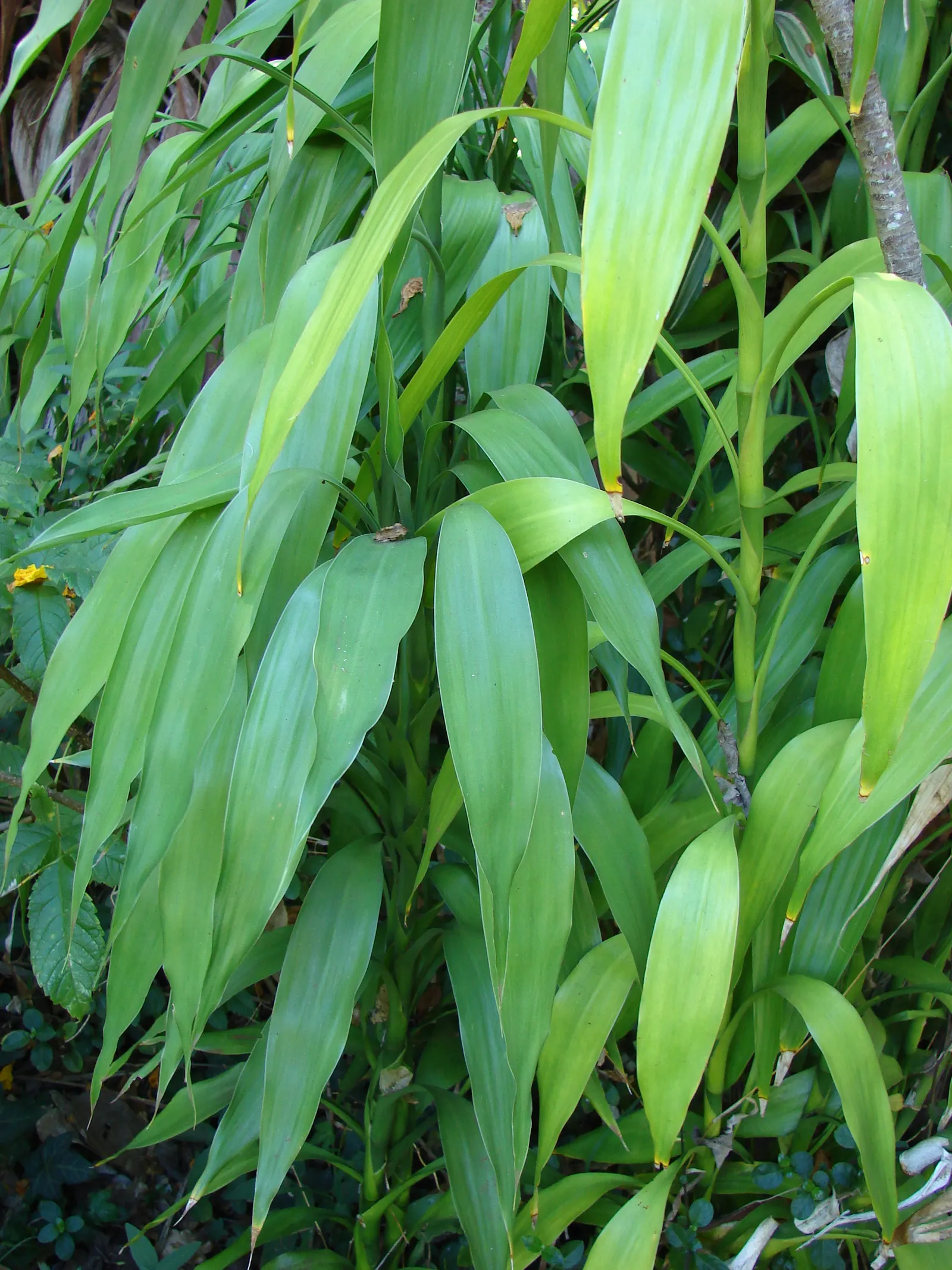 Yellow Stripe Corn Plant (Dracaena Fragrans 'Massangeana') — the 'Massangeana' cultivar is shade-tolerant; prized for its vibrant foliage and easy, image 67