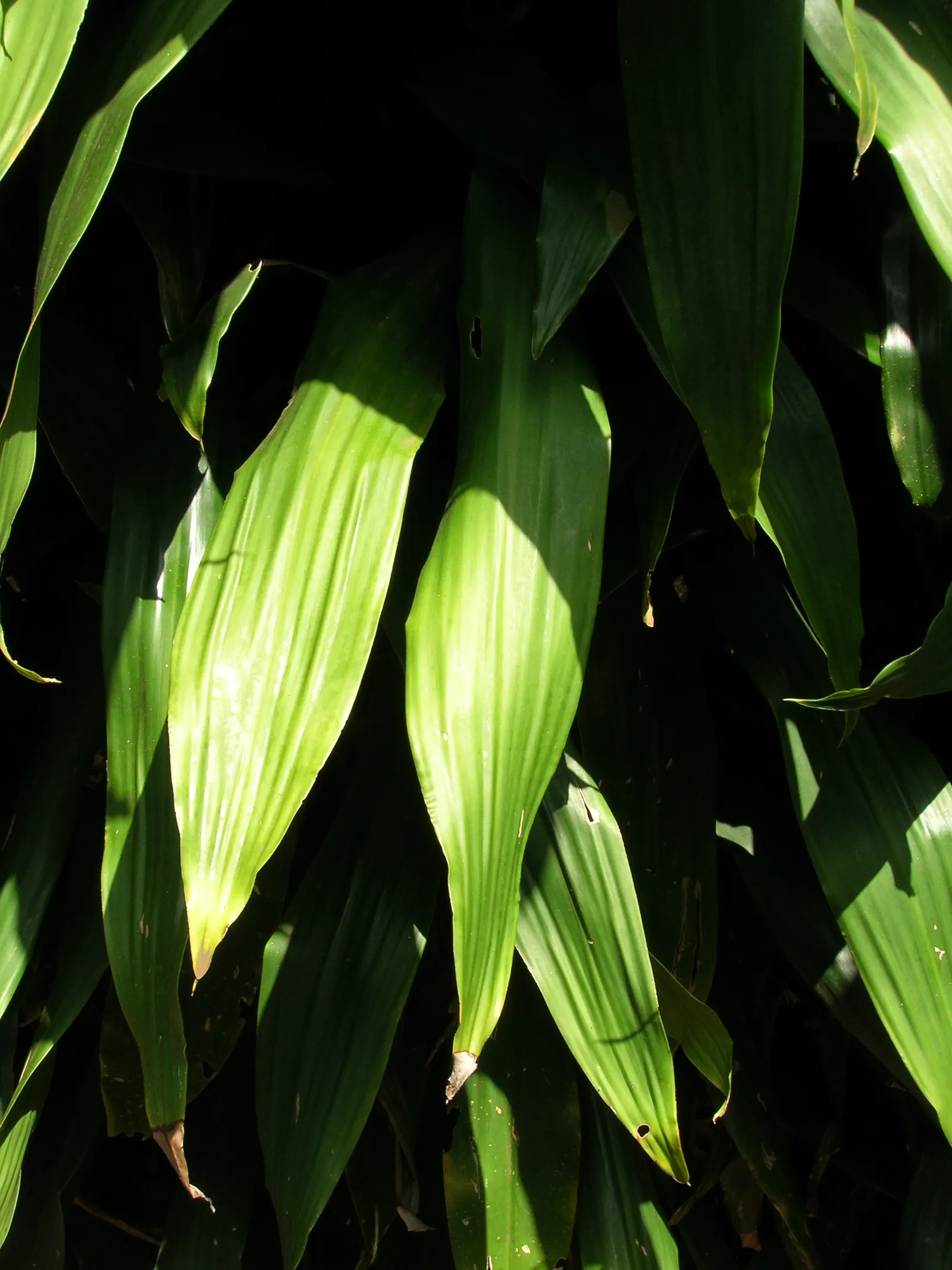 Yellow Stripe Corn Plant (Dracaena Fragrans 'Massangeana') — reaching up to 6 feet high and 3 feet wide; <br><br>The Yellow Stripe Corn Plant adds, image 85