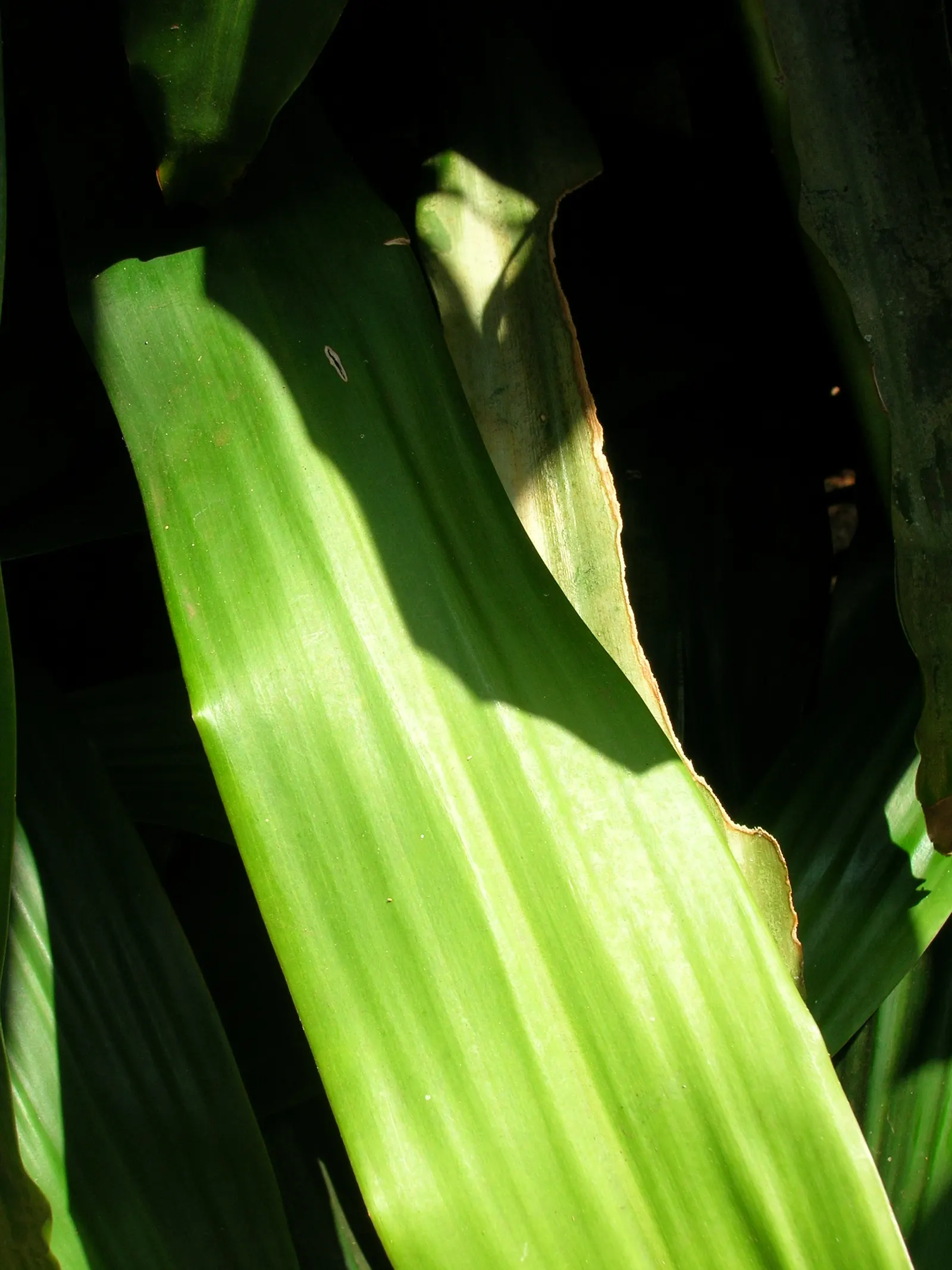 Yellow Stripe Corn Plant (Dracaena Fragrans 'Massangeana') — This low-maintenance species thrives in indirect light and requires periodic watering, image 32