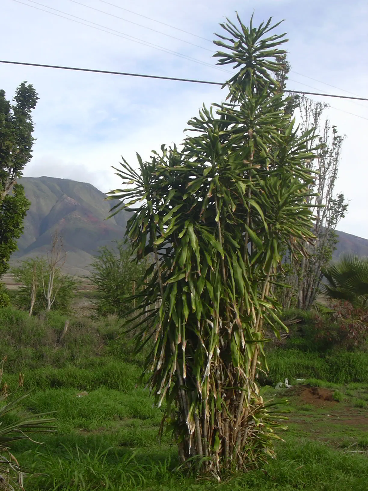 Yellow Stripe Corn Plant (Dracaena Fragrans 'Massangeana') — the striking feature of this plant is its broad; the 'Massangeana' cultivar is shade-tolerant