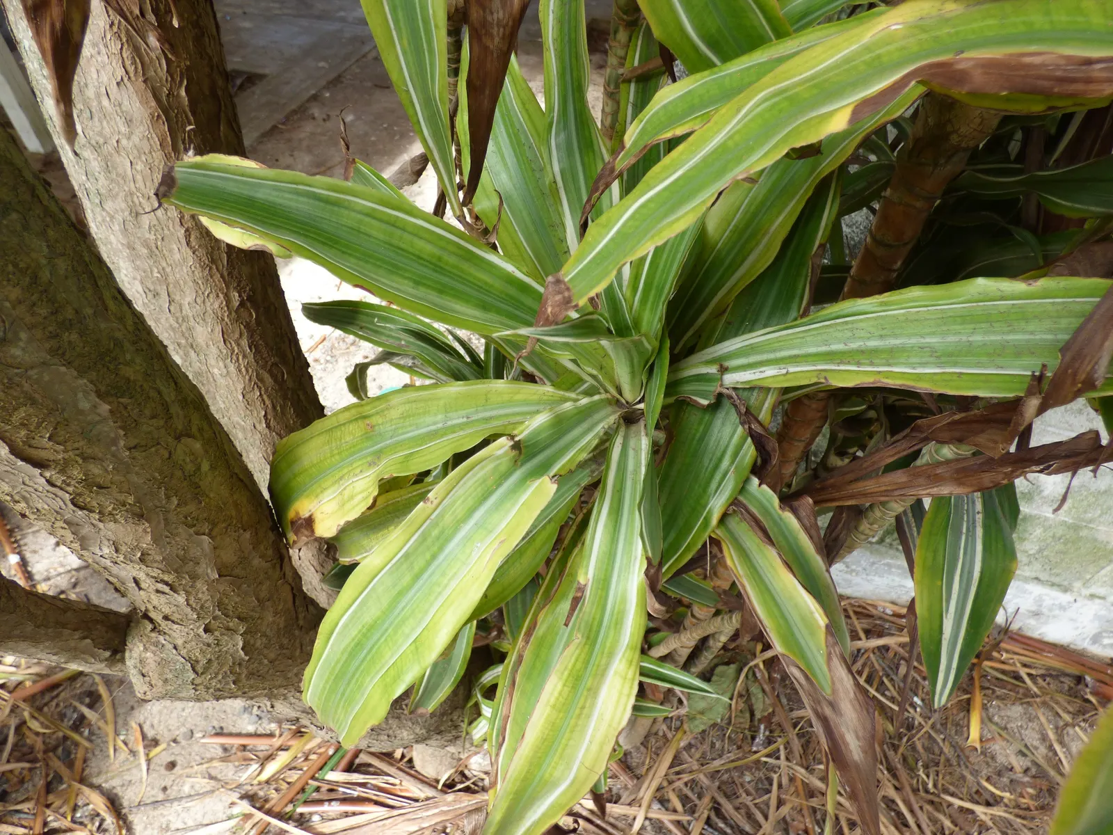 Yellow Stripe Corn Plant (Dracaena Fragrans 'Massangeana') — evergreen shrub commonly utilized for indoor settings and favorable climates