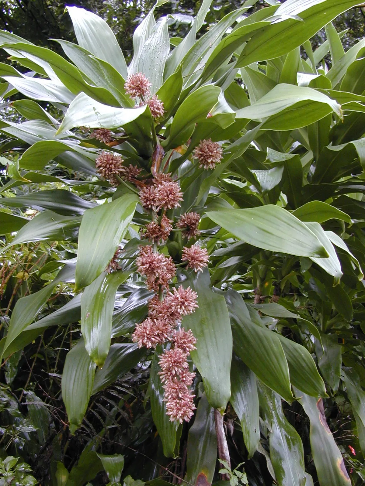 Yellow Stripe Corn Plant (Dracaena Fragrans 'Massangeana') — prized for its vibrant foliage and easy care