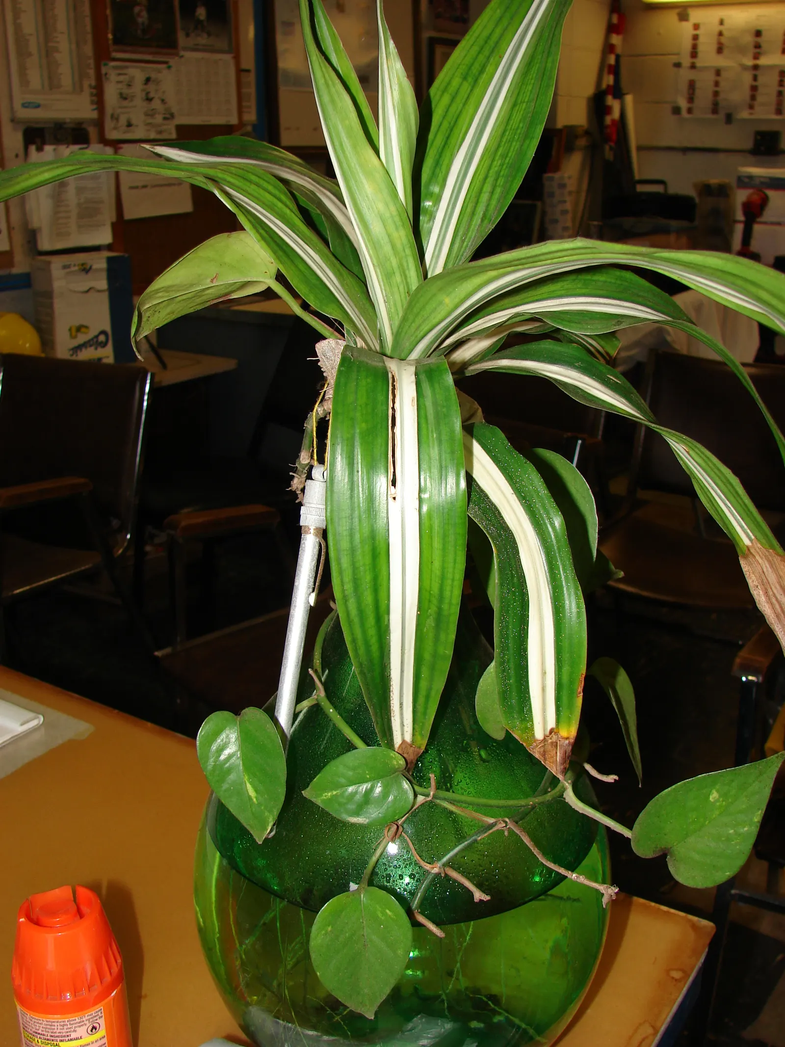 Yellow Stripe Corn Plant (Dracaena Fragrans 'Massangeana') — It boasts a yellow-striped; each leaf showcases a prominent yellow stripe running down the center