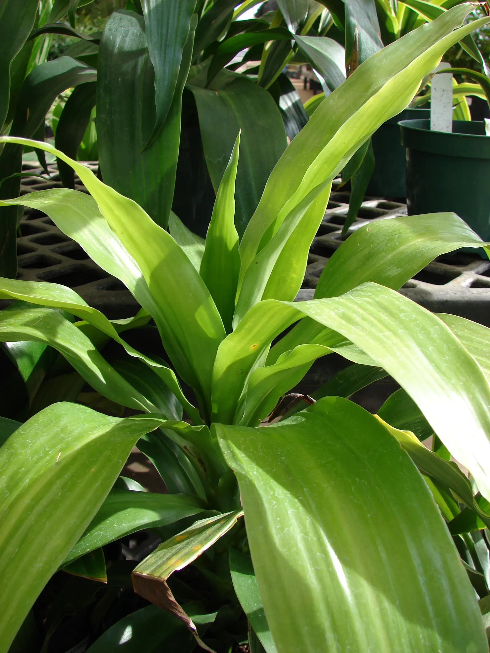 Yellow Stripe Corn Plant (Dracaena Fragrans 'Massangeana') — whilst it contributes to air purification; when incorporating into garden designs, image 76