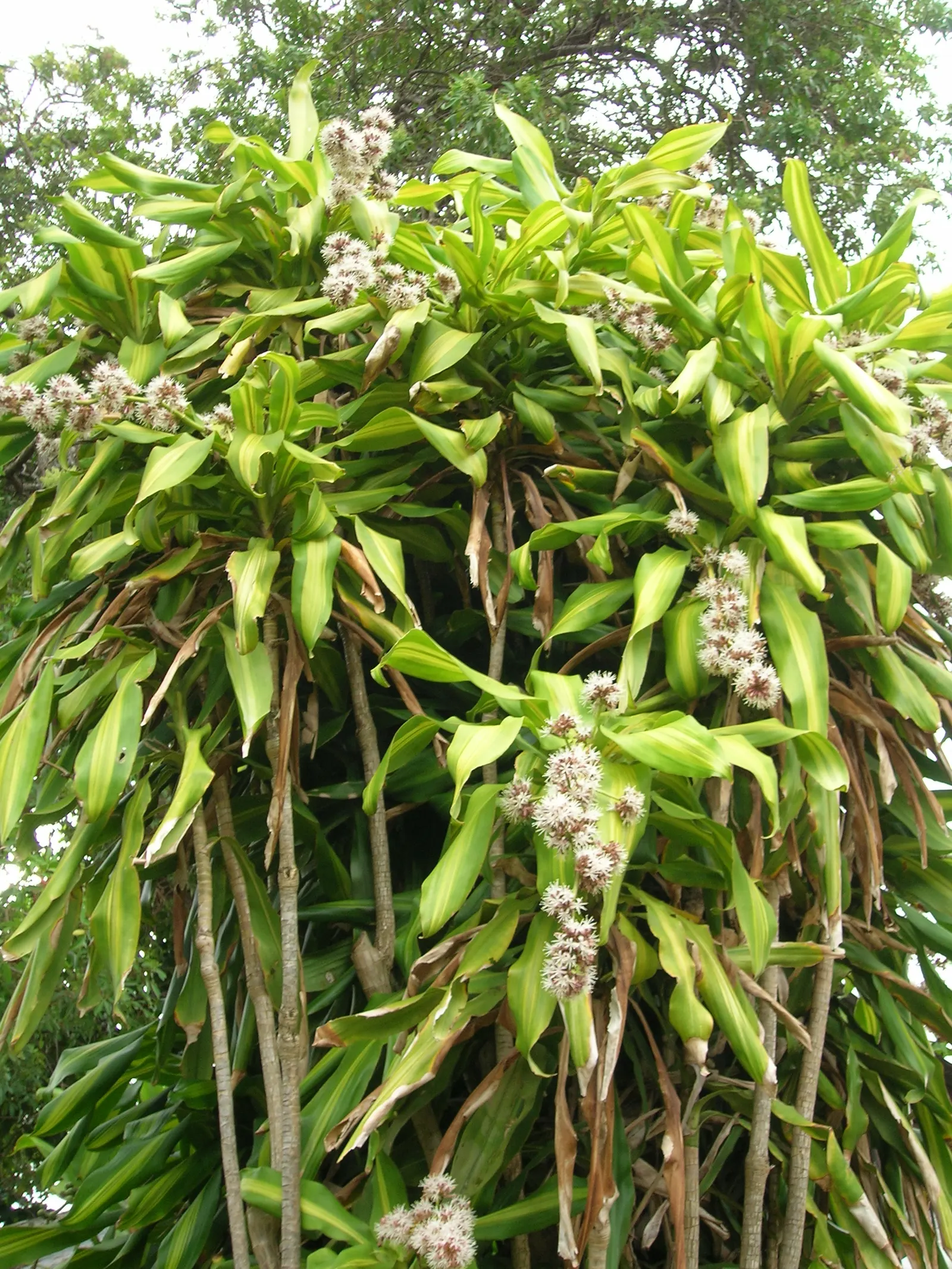 Yellow Stripe Corn Plant (Dracaena Fragrans 'Massangeana') — prized for its vibrant foliage and easy care; it also prefers temperatures between 60, image 61