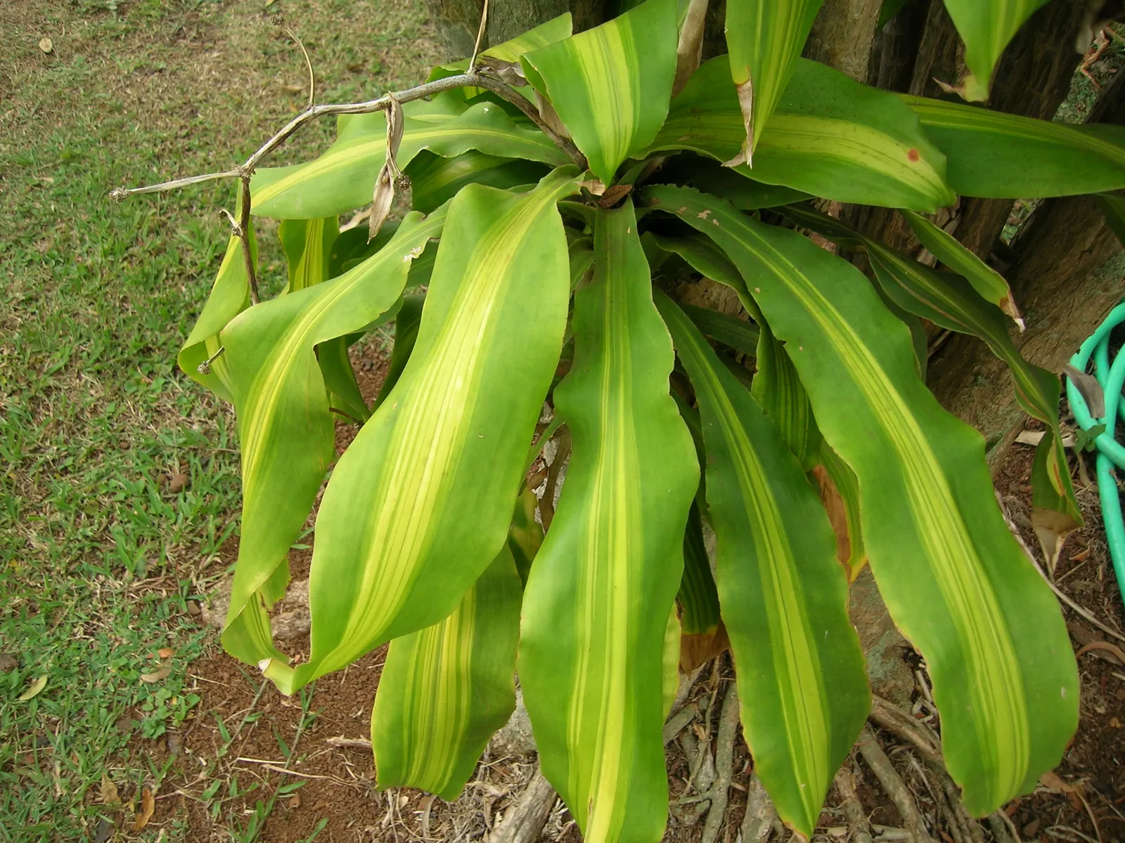 Yellow Stripe Corn Plant (Dracaena Fragrans 'Massangeana') — and up to 15 feet in its native tropical environment; the Yellow Stripe Corn Plant (Dracaena