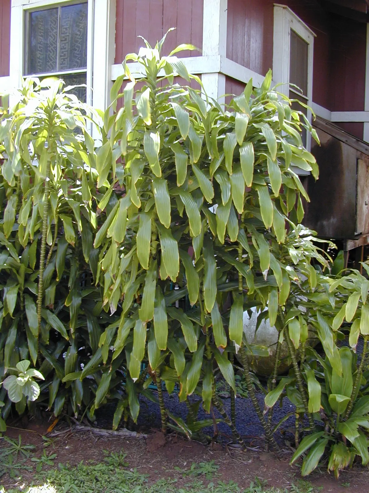 Yellow Stripe Corn Plant (Dracaena Fragrans 'Massangeana') — which can scorch its leaves.<br><br>As an important note