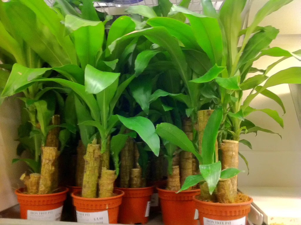 Yellow Stripe Corn Plant (Dracaena Fragrans 'Massangeana') — When incorporating into garden designs; evergreen shrub commonly utilized for indoor, image 97