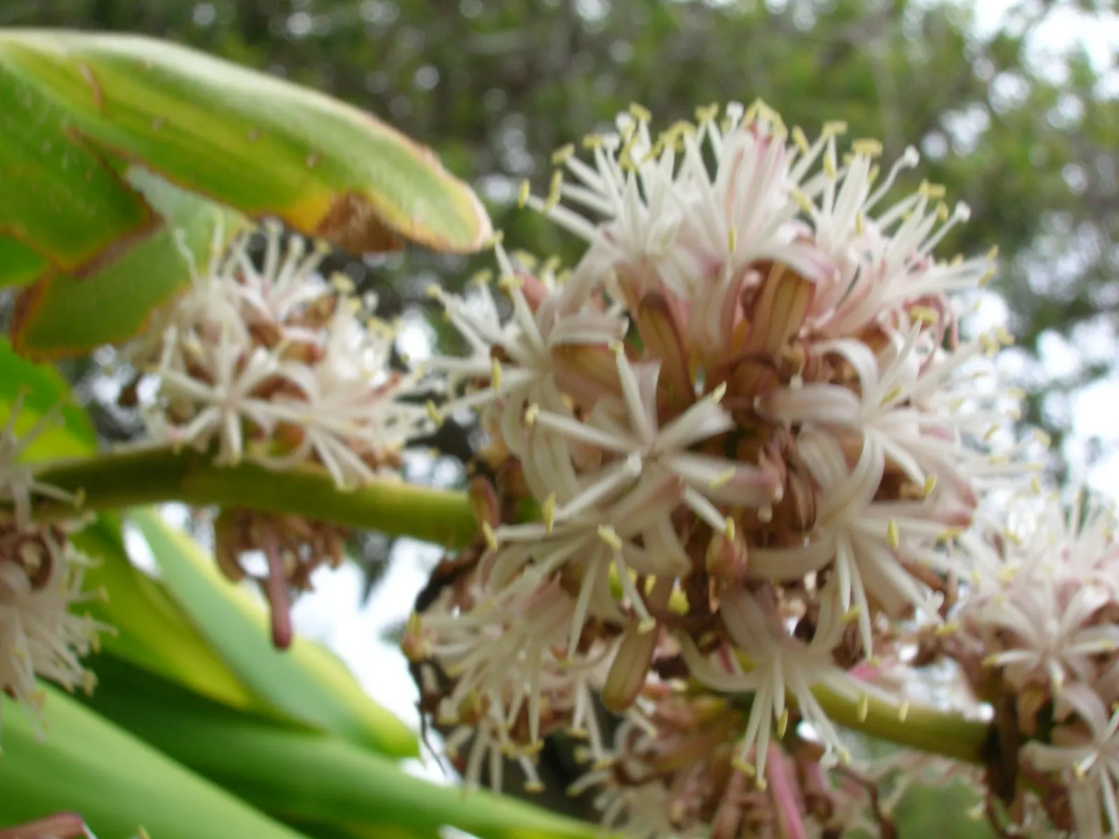 Yellow Stripe Corn Plant (Dracaena Fragrans 'Massangeana') — Each leaf showcases a prominent yellow stripe running down the center; sudden, image 92