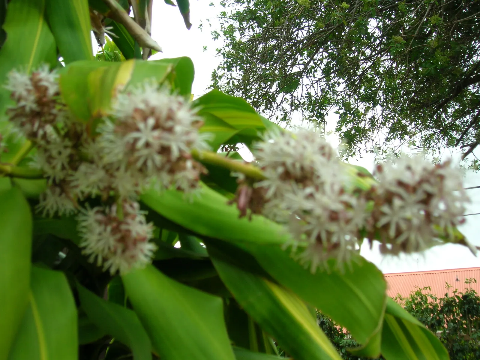 Yellow Stripe Corn Plant (Dracaena Fragrans 'Massangeana') — <br><br>The Yellow Stripe Corn Plant adds an elegant green touch with a sunny accent, image 52