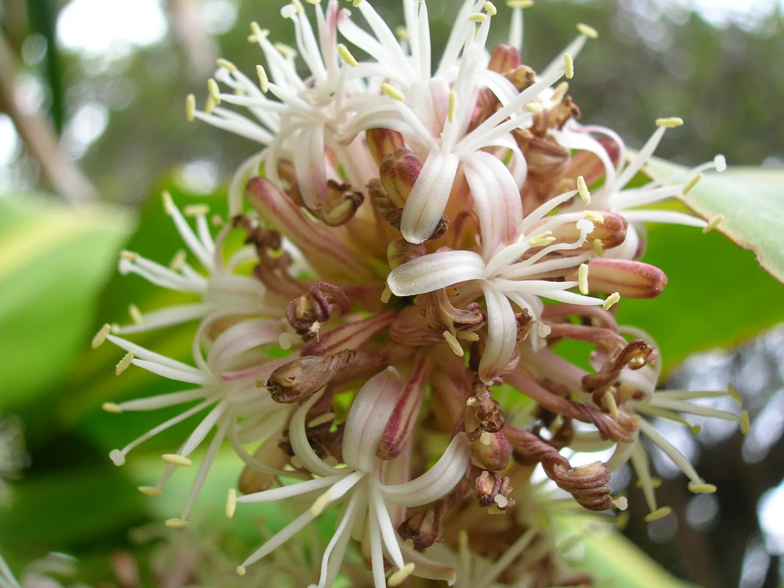 Yellow Stripe Corn Plant (Dracaena Fragrans 'Massangeana') — and up to 15 feet in its native tropical environment