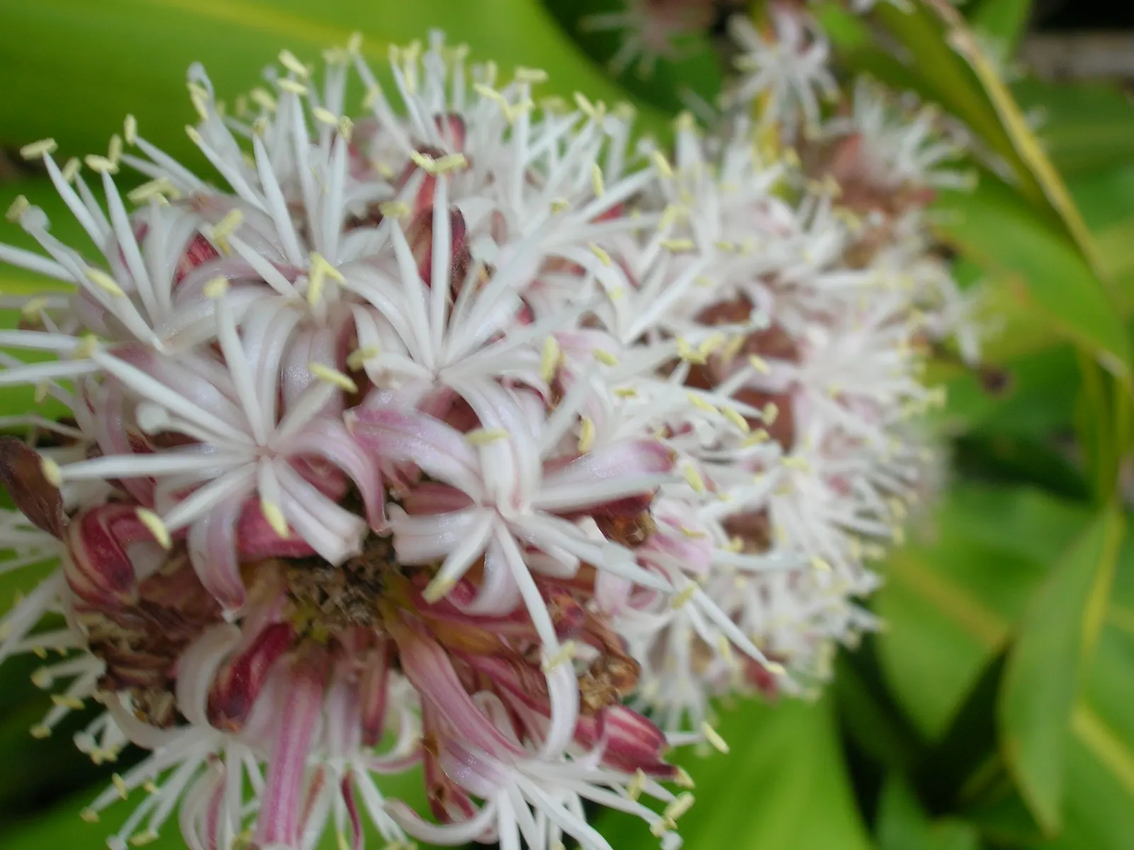 Yellow Stripe Corn Plant (Dracaena Fragrans 'Massangeana') — It also prefers temperatures between 60 to 75&deg;F; whilst it contributes to air, image 100