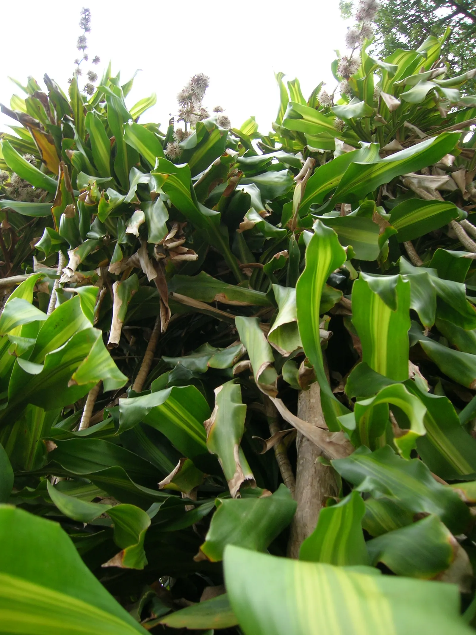 Yellow Stripe Corn Plant (Dracaena Fragrans 'Massangeana') — green foliage emanating a tropical allure