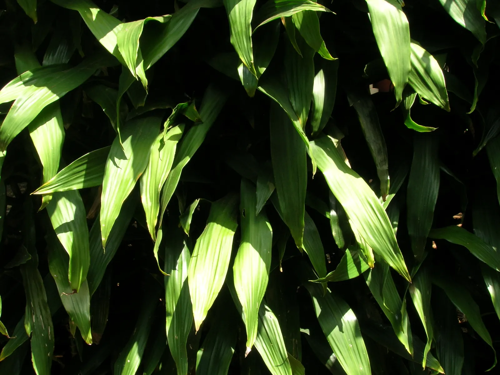 Yellow Stripe Corn Plant (Dracaena Fragrans 'Massangeana') — whilst it contributes to air purification; when incorporating into garden designs, image 103