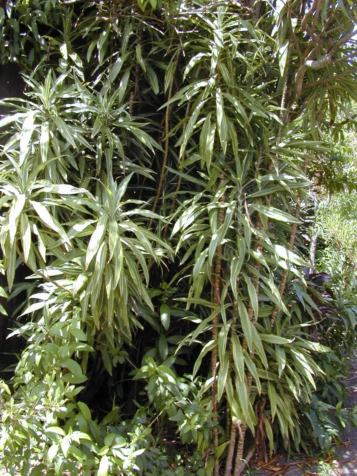 Yellow Stripe Corn Plant (Dracaena Fragrans 'Massangeana') — sudden temperature changes; it boasts a yellow-striped