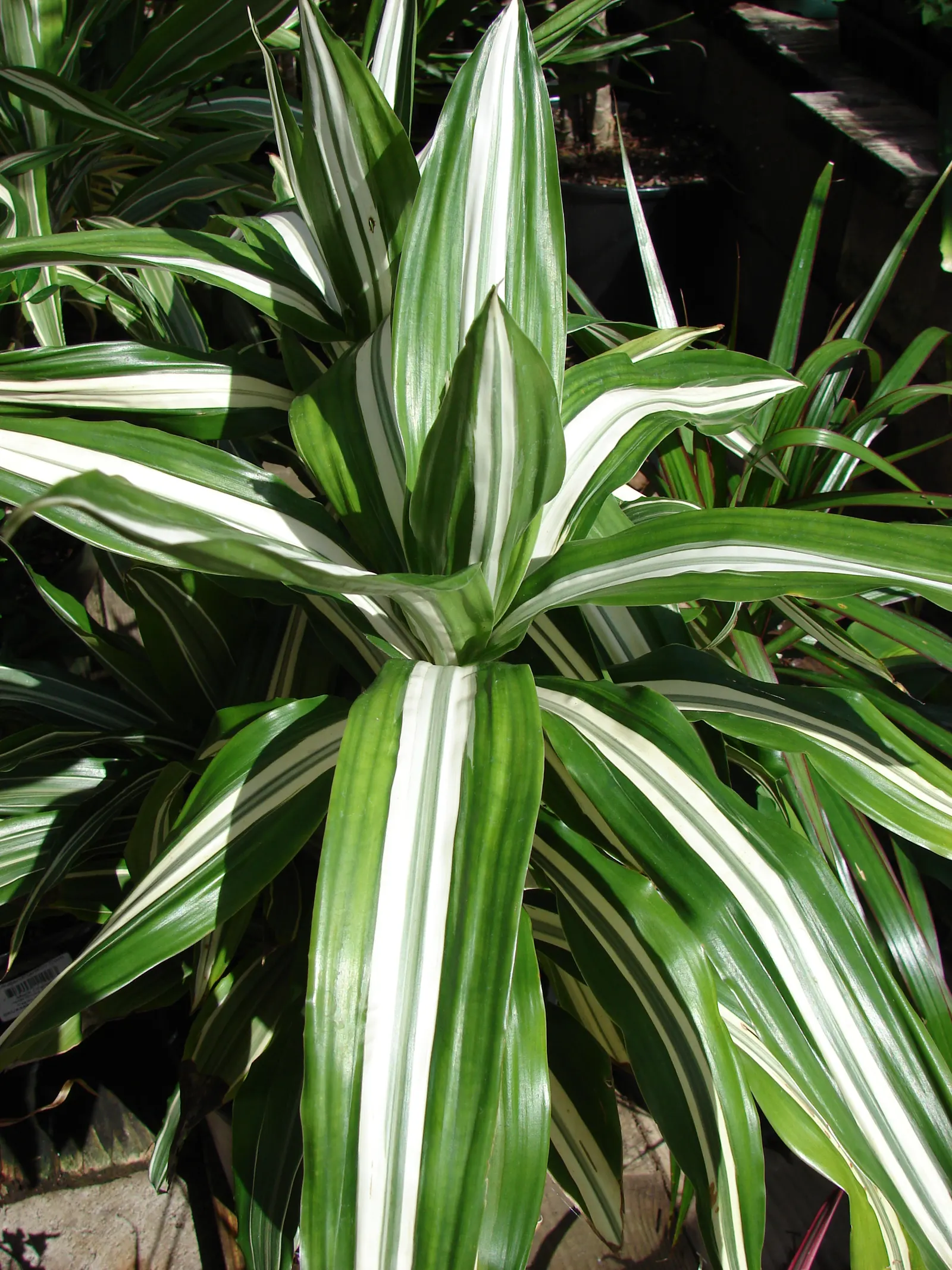 Yellow Stripe Corn Plant (Dracaena Fragrans 'Massangeana') — When incorporating into garden designs