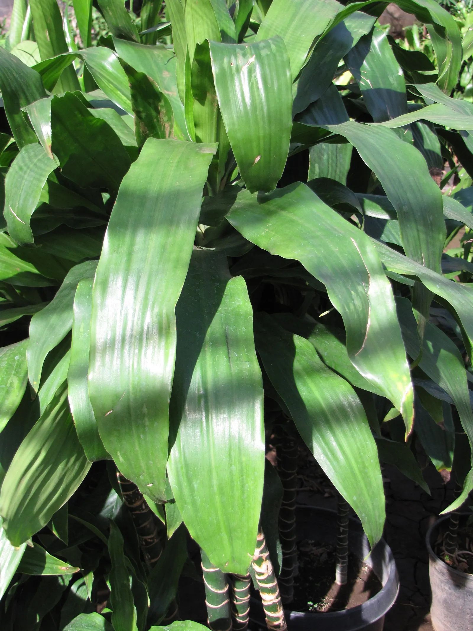 Yellow Stripe Corn Plant (Dracaena Fragrans 'Massangeana') — The Yellow Stripe Corn Plant (Dracaena fragrans 'Massangeana') is a highly sought, image 33