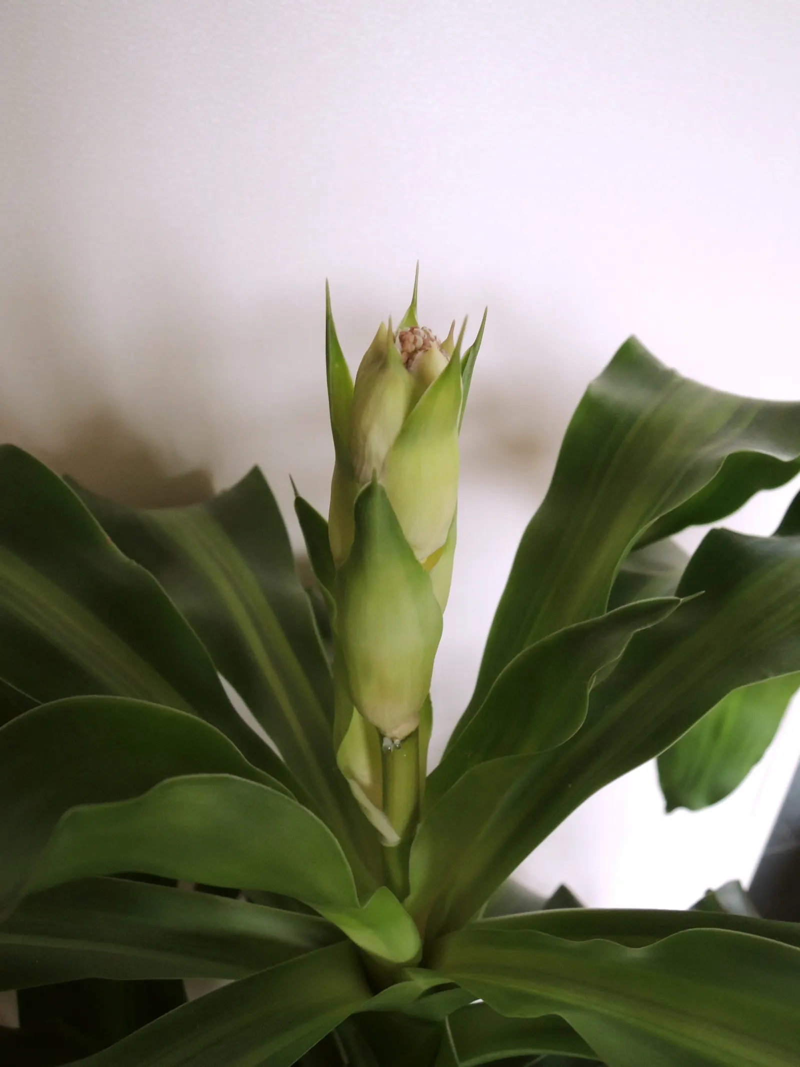 Yellow Stripe Corn Plant (Dracaena Fragrans 'Massangeana') — the 'Massangeana' cultivar is shade-tolerant; prized for its vibrant foliage and easy, image 94