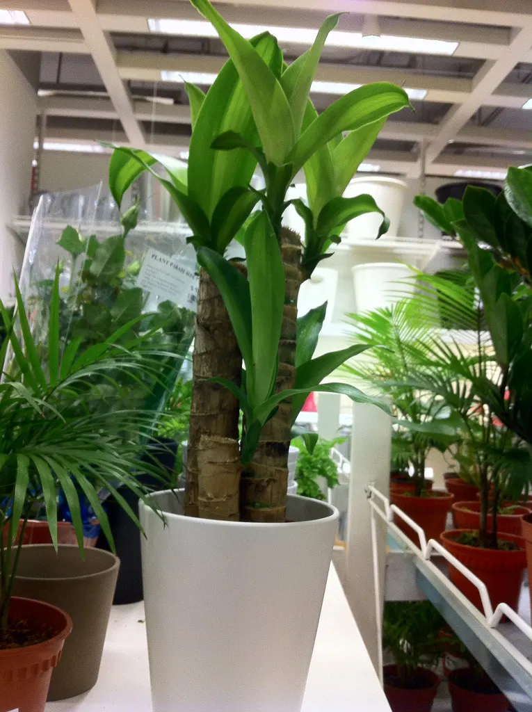 Yellow Stripe Corn Plant (Dracaena Fragrans 'Massangeana') — <br><br>The Yellow Stripe Corn Plant adds an elegant green touch with a sunny accent to any