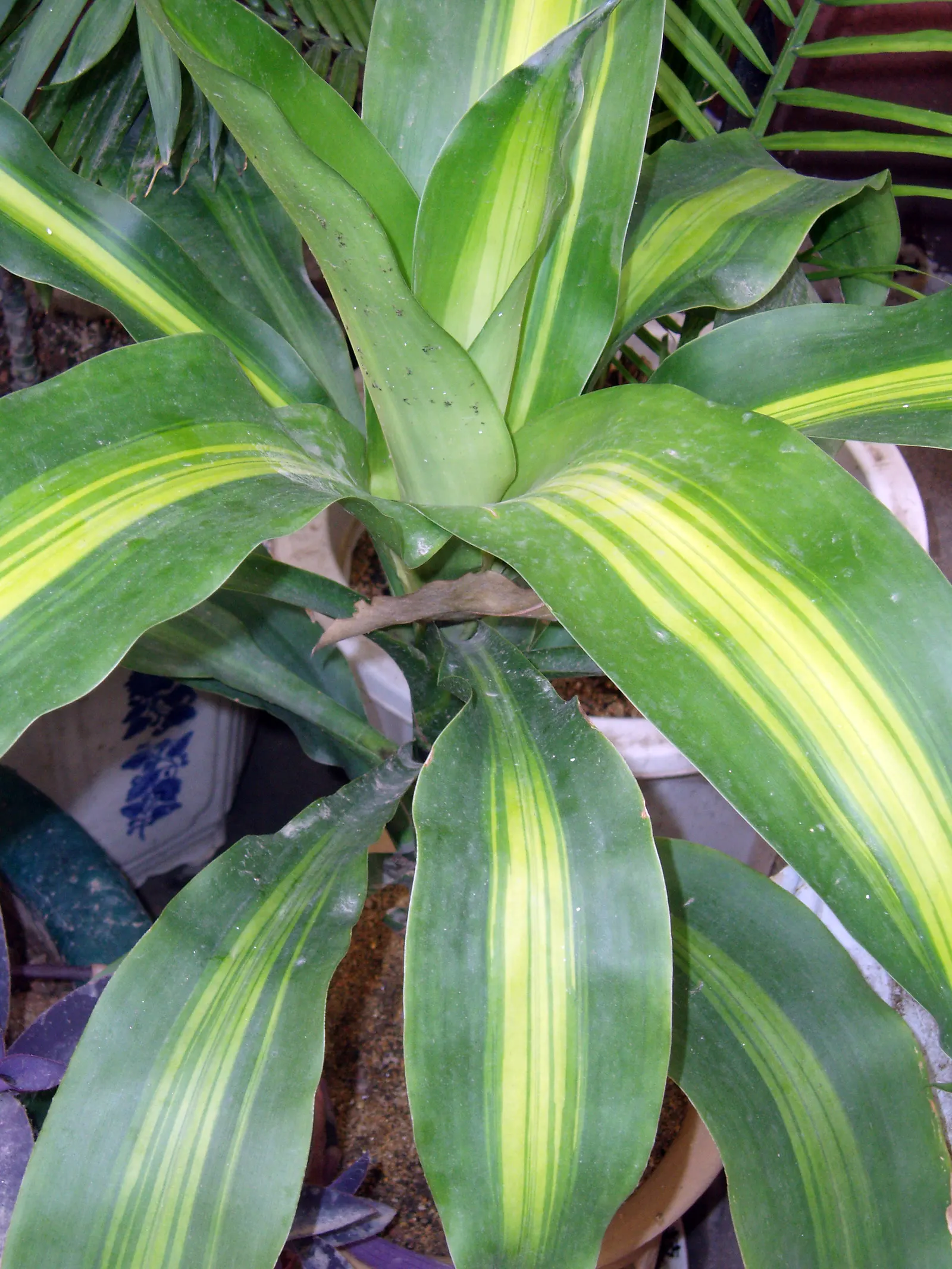 Yellow Stripe Corn Plant (Dracaena Fragrans 'Massangeana') — This low-maintenance species thrives in indirect light and requires periodic watering, image 86