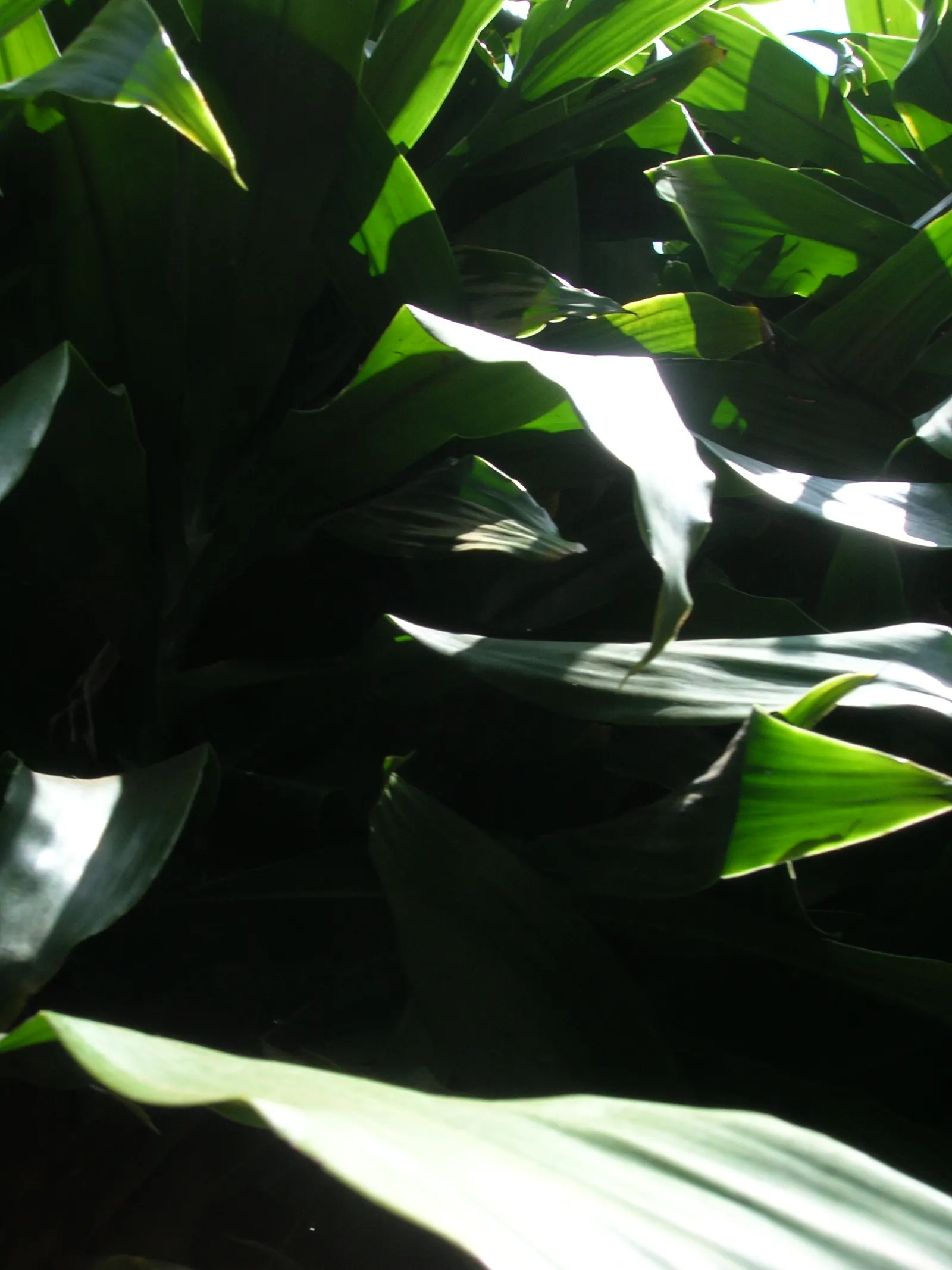 Yellow Stripe Corn Plant (Dracaena Fragrans 'Massangeana') — the 'Massangeana' cultivar is shade-tolerant