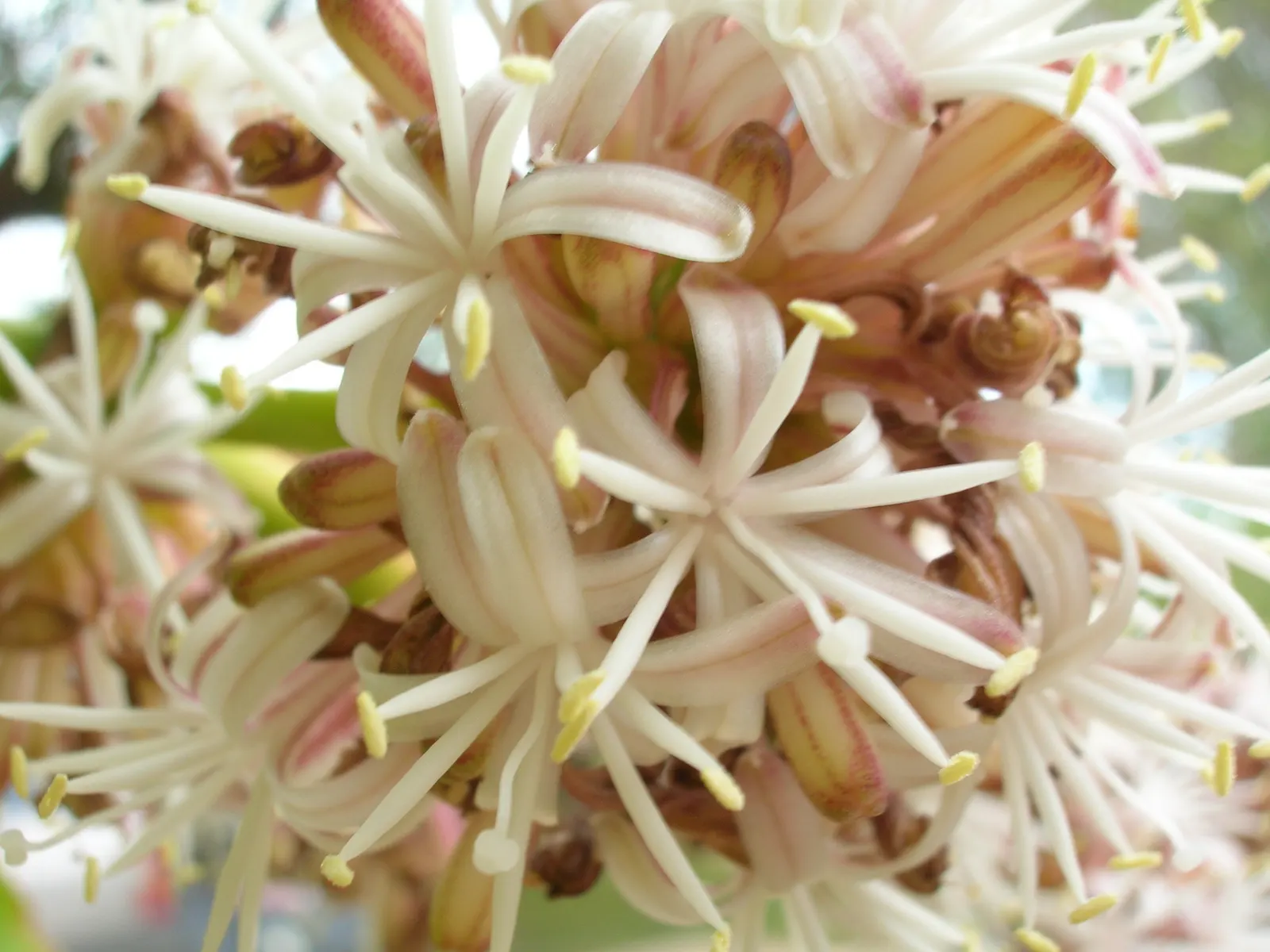 Yellow Stripe Corn Plant (Dracaena Fragrans 'Massangeana') — Standing majestic at typically 4 to 6 feet tall when grown indoors; combining a, image 116