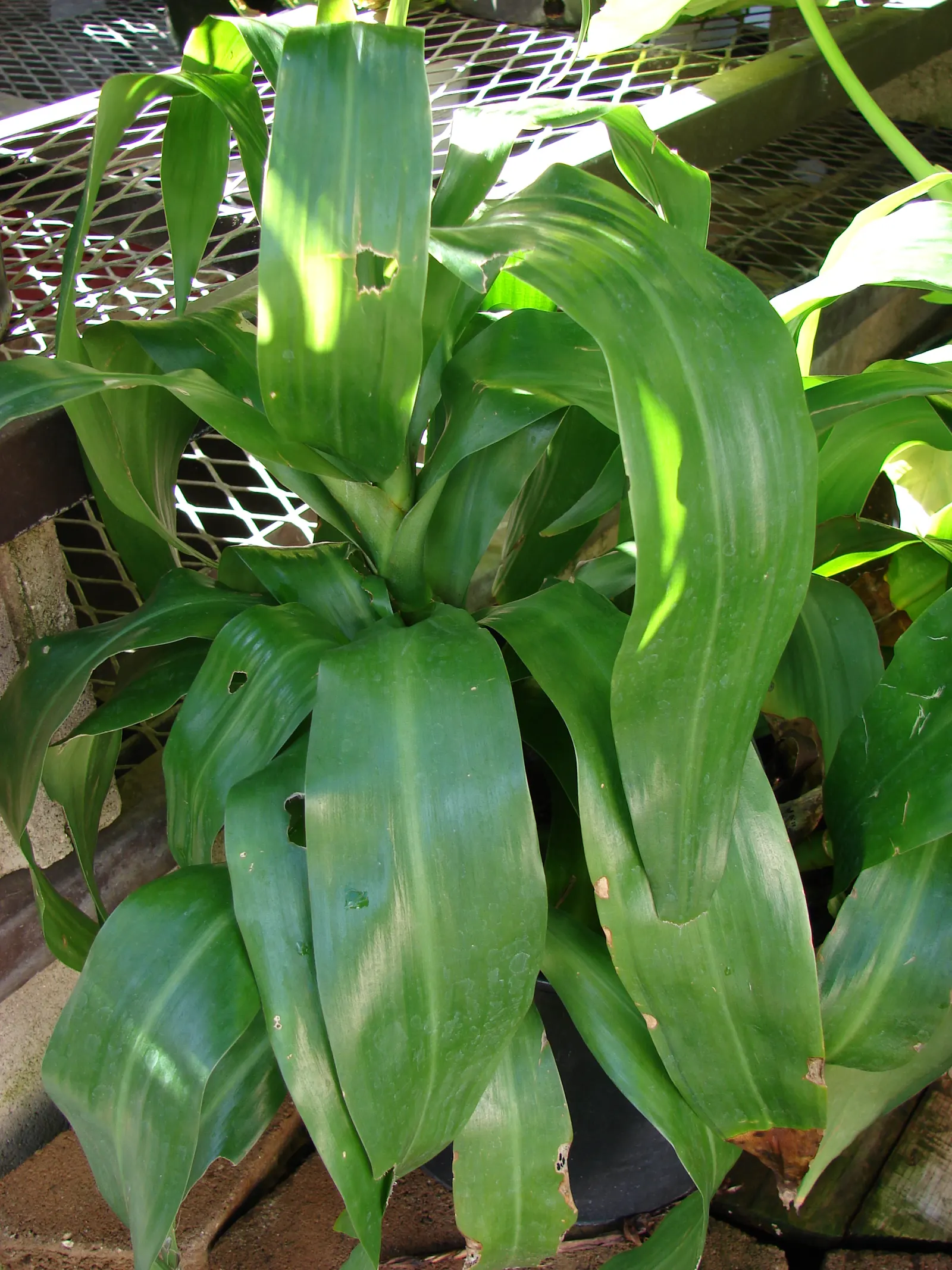 Yellow Stripe Corn Plant (Dracaena Fragrans 'Massangeana') — and up to 15 feet in its native tropical environment; the Yellow Stripe Corn Plant, image 63
