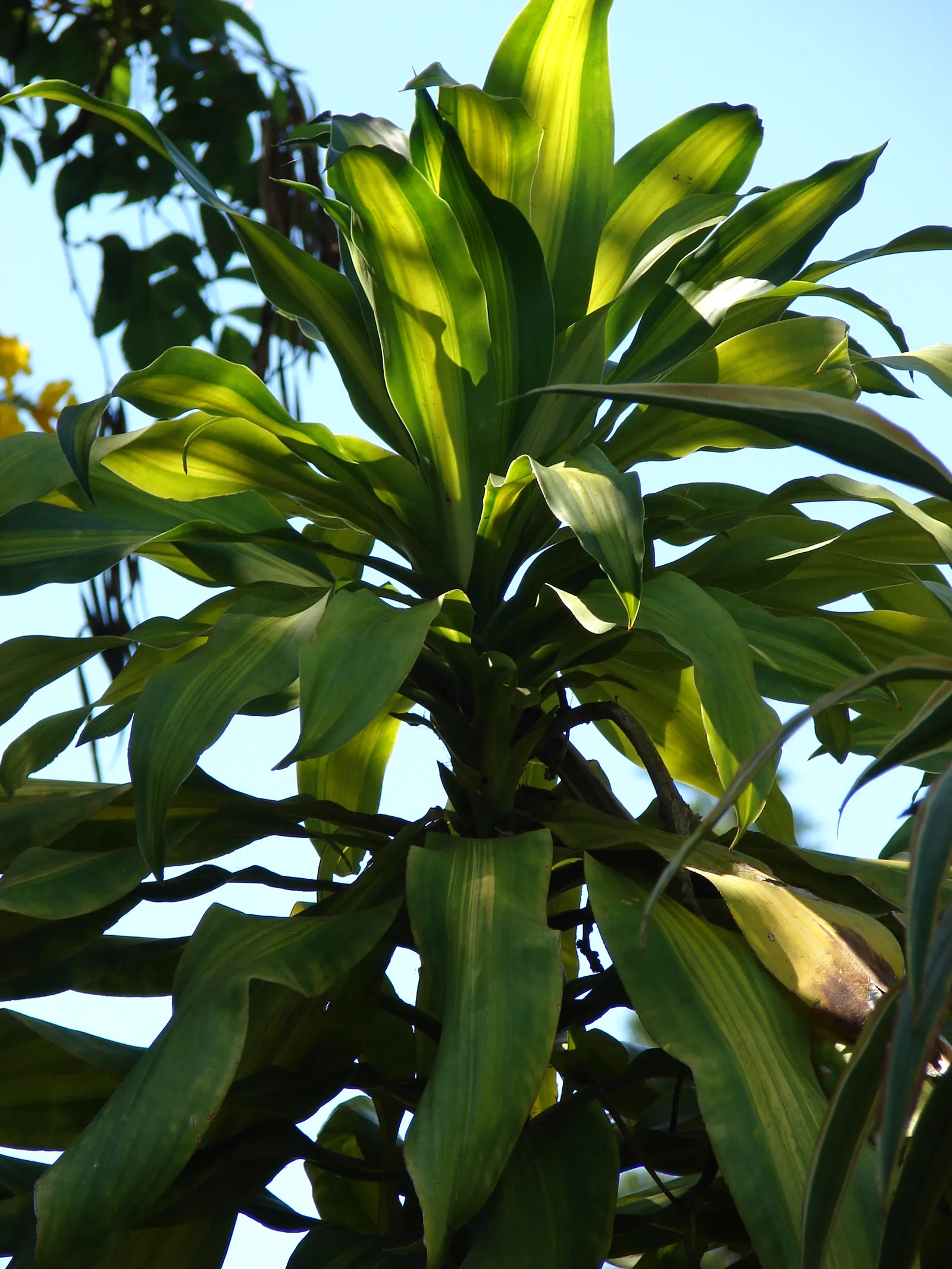 Yellow Stripe Corn Plant (Dracaena Fragrans 'Massangeana') — sudden temperature changes; it boasts a yellow-striped, image 74