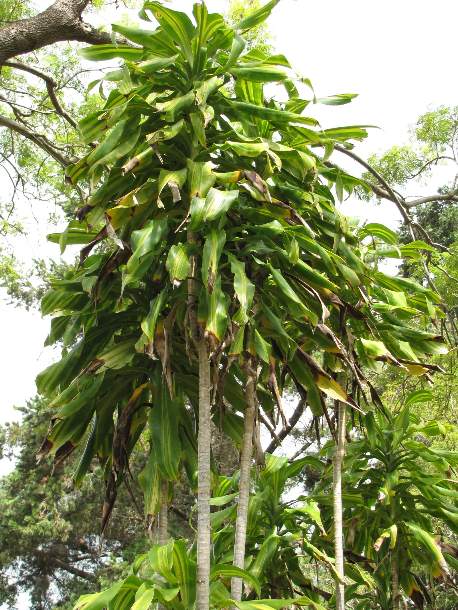 Yellow Stripe Corn Plant (Dracaena Fragrans 'Massangeana') — Standing majestic at typically 4 to 6 feet tall when grown indoors; combining a, image 62