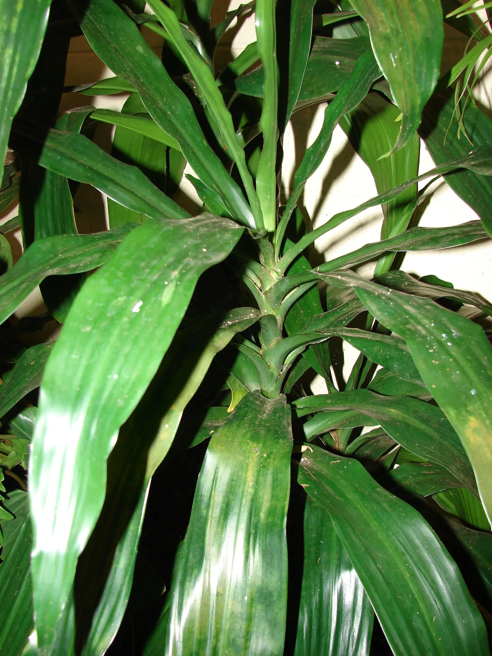 Yellow Stripe Corn Plant (Dracaena Fragrans 'Massangeana') — evergreen shrub commonly utilized for indoor settings and favorable climates; reaching, image 55