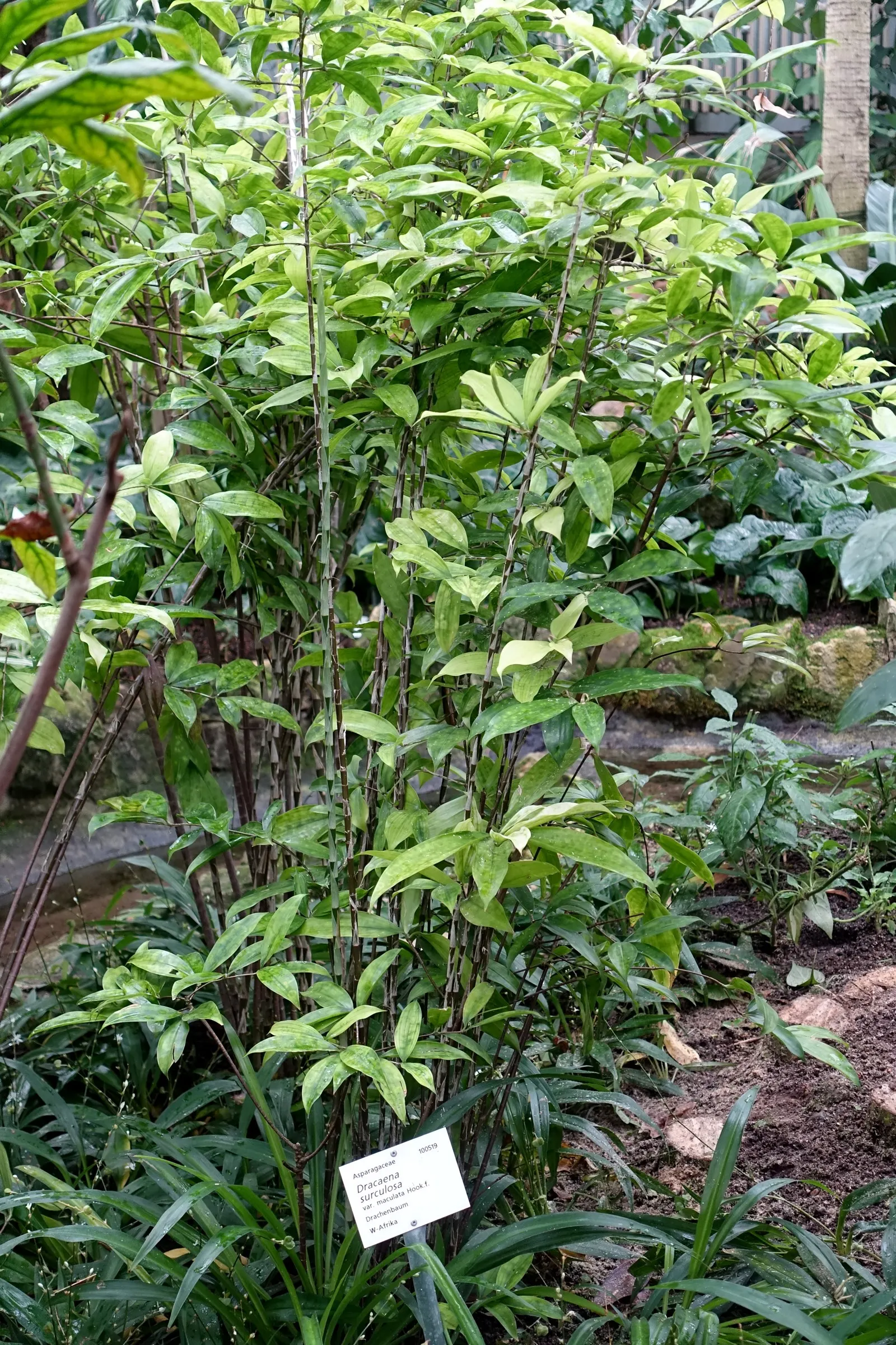 Yellow Stripe Corn Plant (Dracaena Fragrans 'Massangeana') — broadleaf evergreen / perennial for half or shade; it should be placed with care in homes with