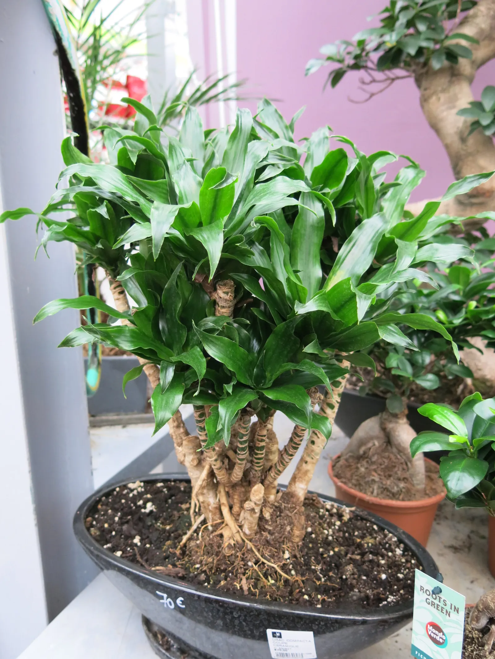Yellow Stripe Corn Plant (Dracaena Fragrans 'Massangeana') — it should be placed with care in homes with curious pets or young children; green, image 78