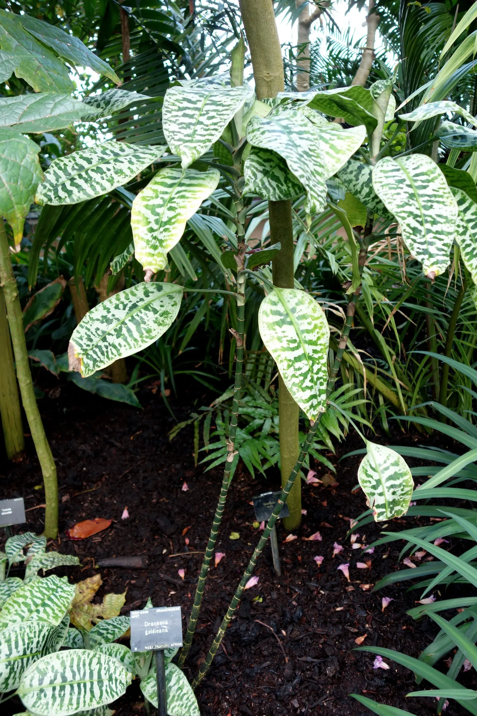 Yellow Stripe Corn Plant (Dracaena Fragrans 'Massangeana') — combining a striking leaf pattern with fuss-free maintenance; about once every 1 to 2, image 107