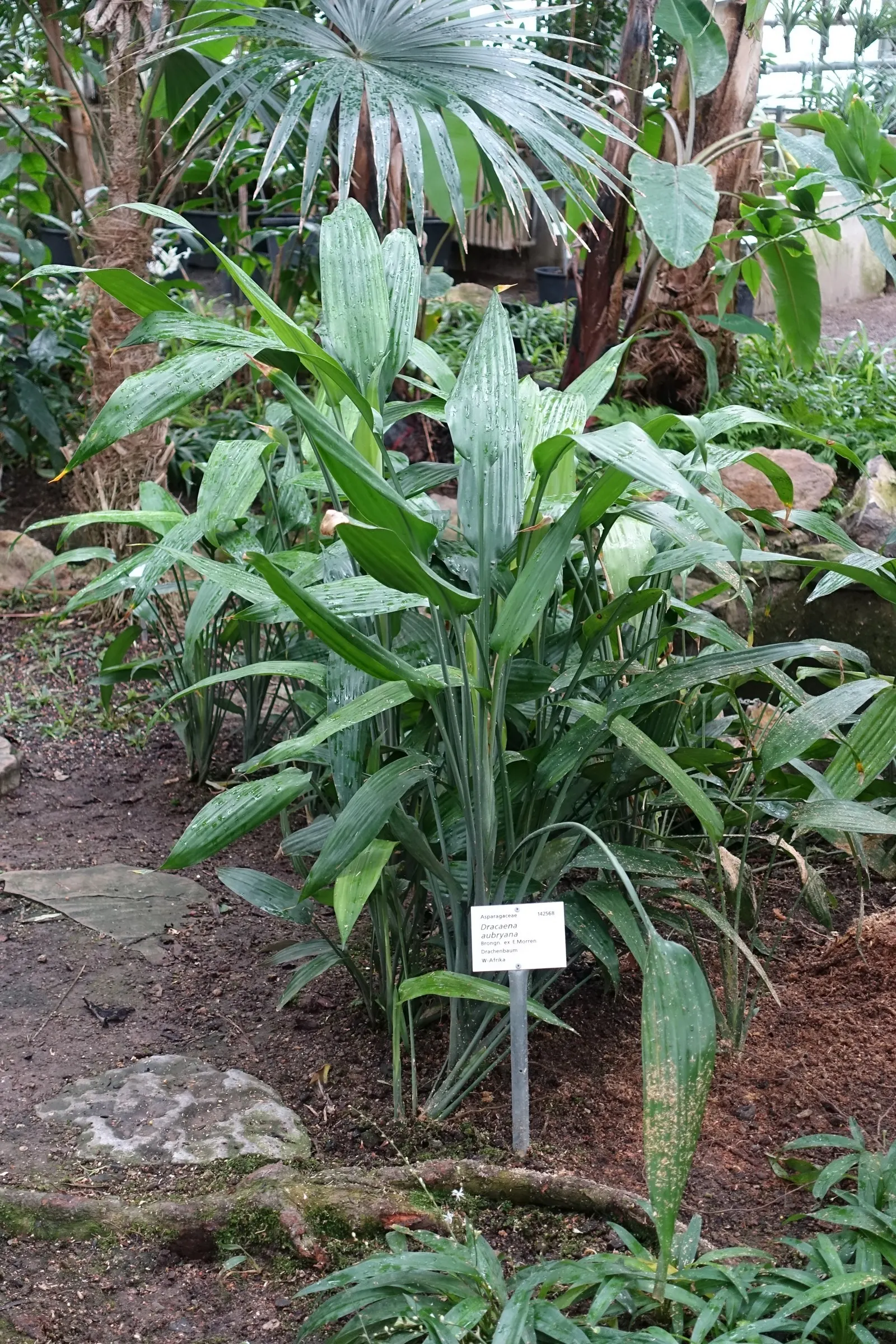 Yellow Stripe Corn Plant (Dracaena Fragrans 'Massangeana') — The Yellow Stripe Corn Plant (Dracaena fragrans 'Massangeana') is a highly sought, image 87