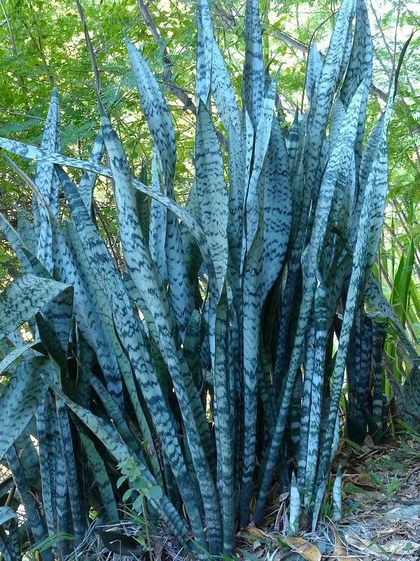 Yellow Stripe Corn Plant (Dracaena Fragrans 'Massangeana') — This low-maintenance species thrives in indirect light and requires periodic watering