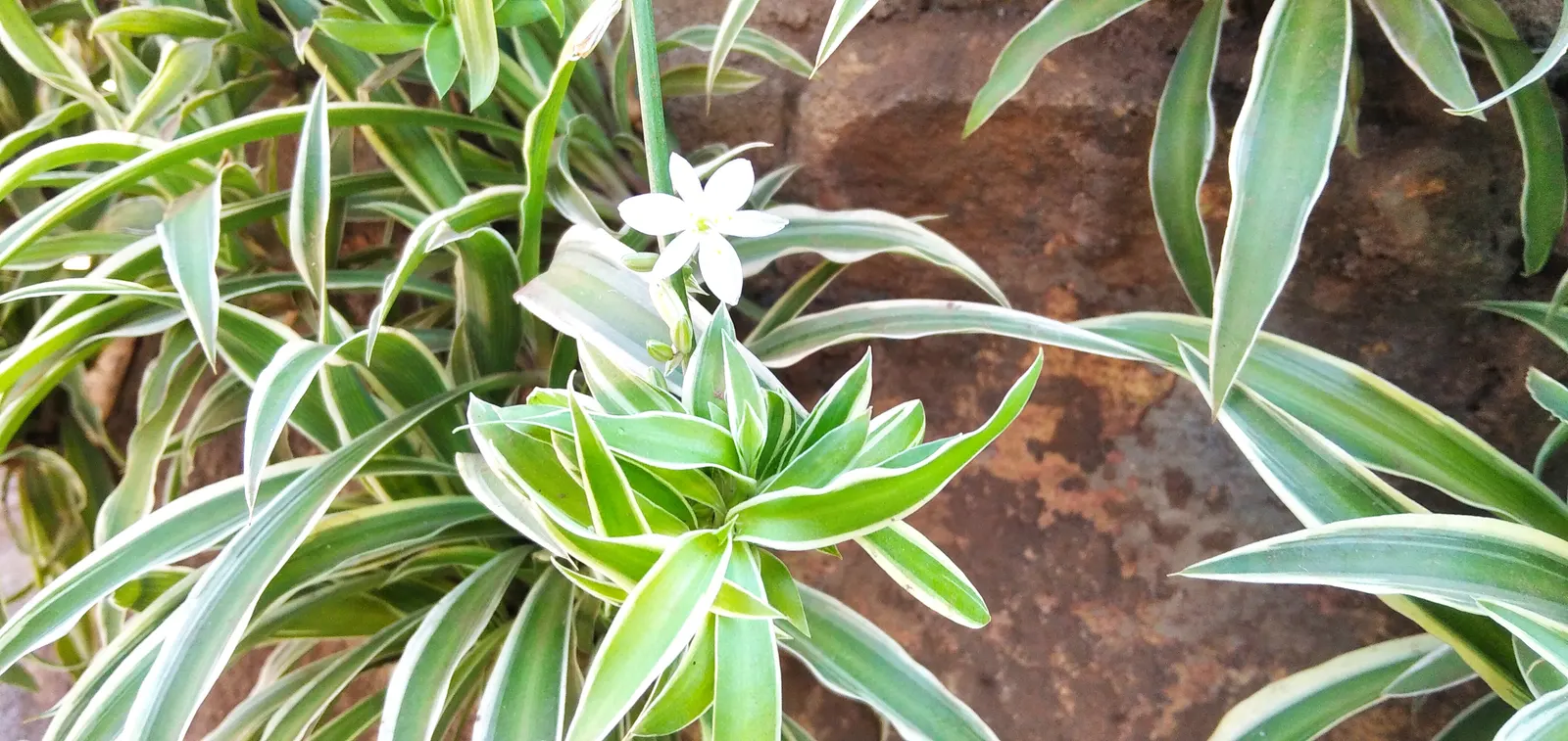 Yellow Stripe Corn Plant (Dracaena Fragrans 'Massangeana') — It boasts a yellow-striped; each leaf showcases a prominent yellow stripe running down, image 110