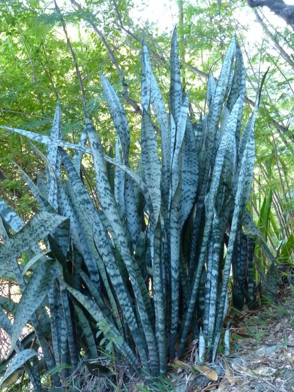 Yellow Stripe Corn Plant (Dracaena Fragrans 'Massangeana') — combining a striking leaf pattern with fuss-free maintenance