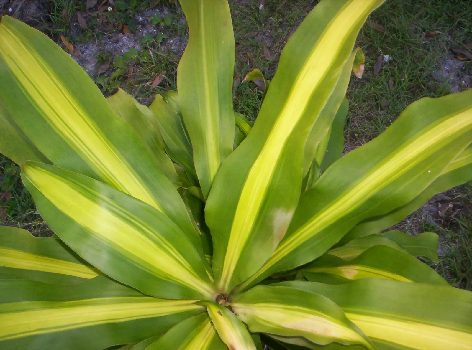 Yellow Stripe Corn Plant (Dracaena Fragrans 'Massangeana') — green foliage emanating a tropical allure; allowing the top inch of soil to dry out, image 84
