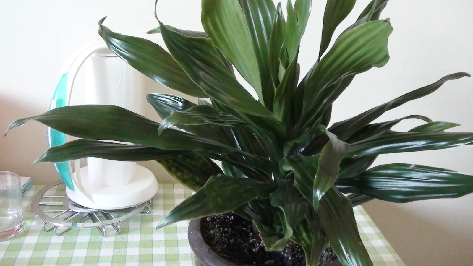Yellow Stripe Corn Plant (Dracaena Fragrans 'Massangeana') — which can scorch its leaves.<br><br>As an important note; and up to 15 feet in its, image 102