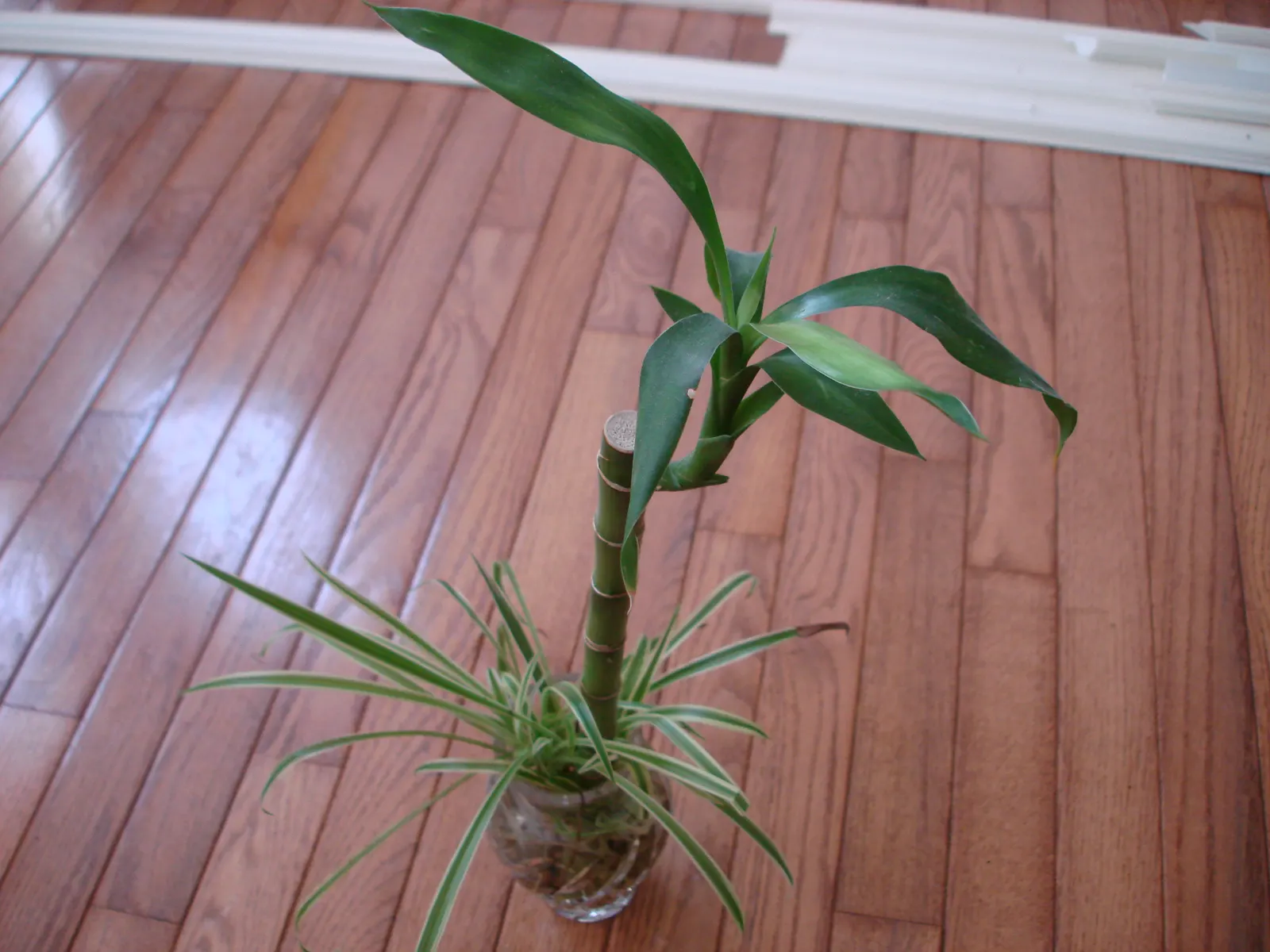 Yellow Stripe Corn Plant (Dracaena Fragrans 'Massangeana') — the striking feature of this plant is its broad; the 'Massangeana' cultivar is, image 91