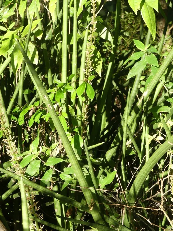 Yellow Stripe Corn Plant (Dracaena Fragrans 'Massangeana') — Each leaf showcases a prominent yellow stripe running down the center; sudden temperature changes